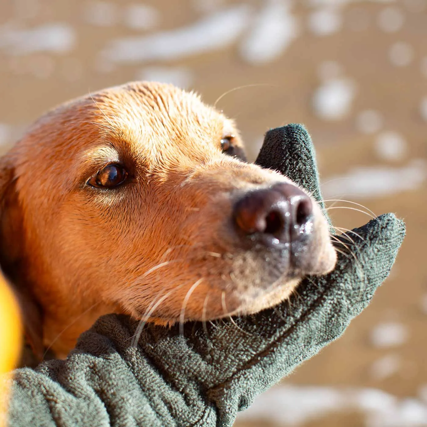 Bamboo Drying Mitts in Fir by Lords & Labradors