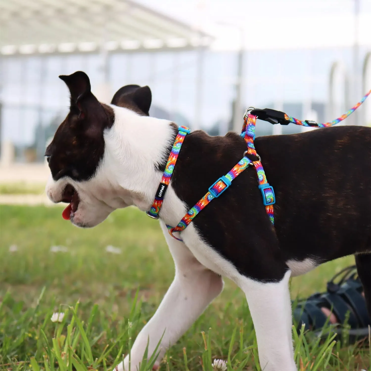 Li'l Pals Adjustable Patterned Dog Collar