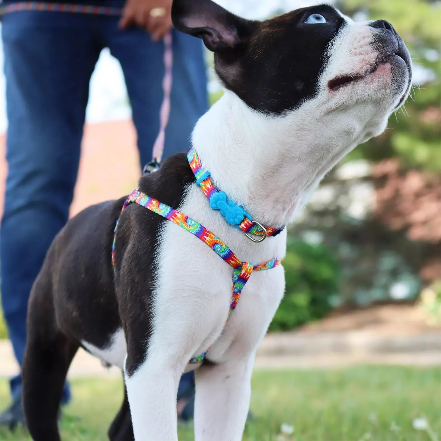 Li'l Pals Adjustable Patterned Dog Collar