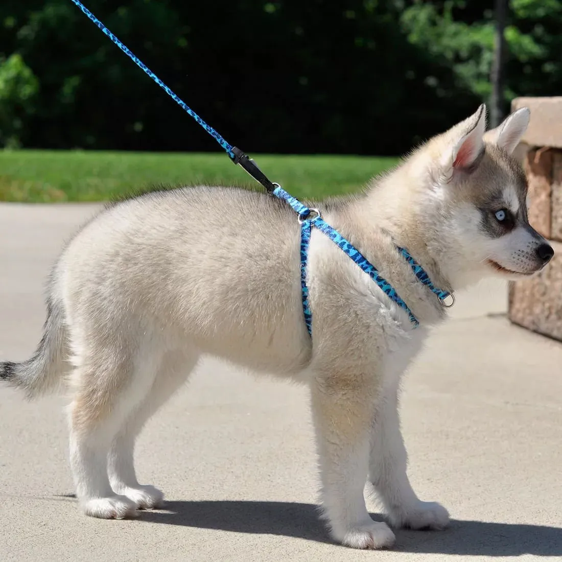 Li'l Pals Adjustable Patterned Dog Collar