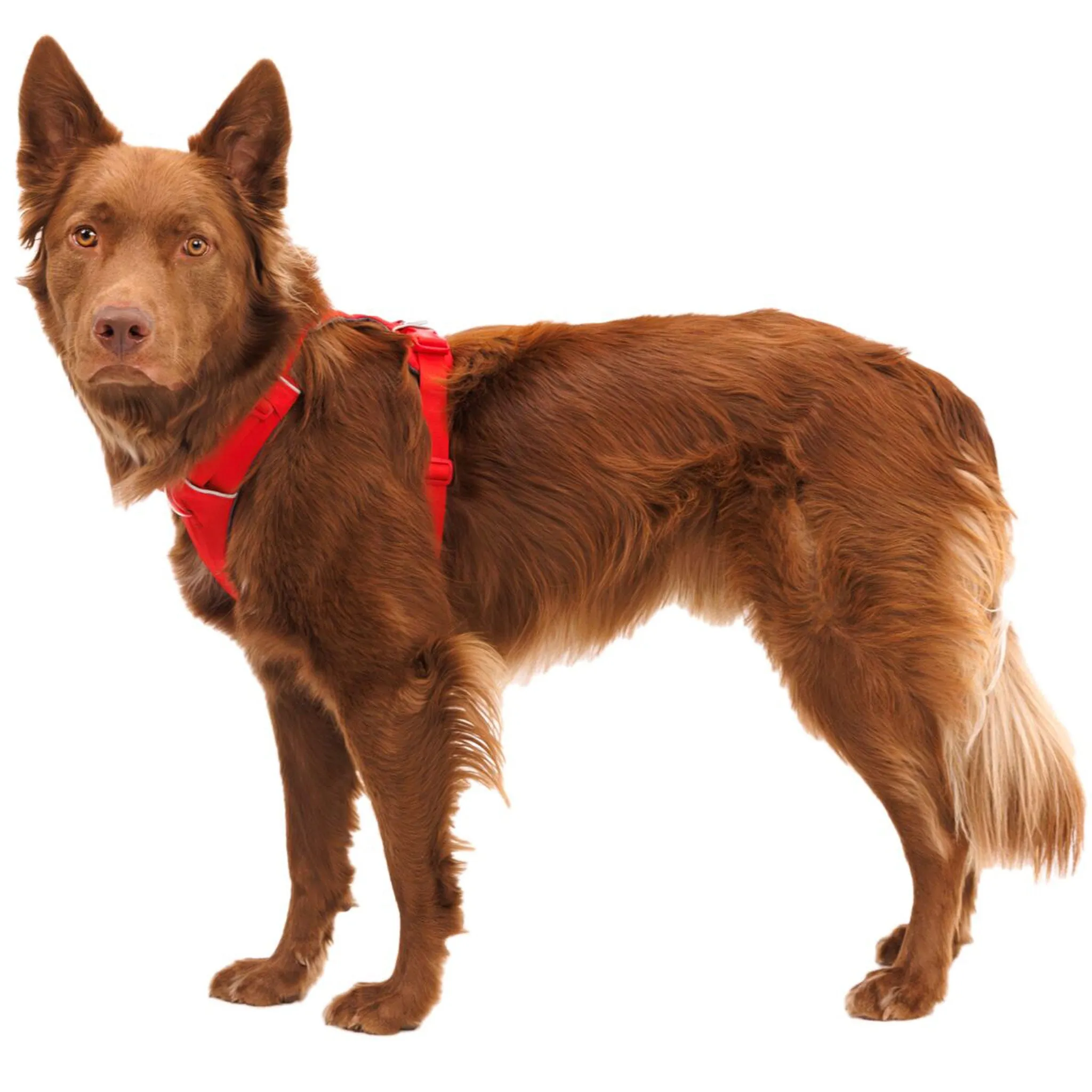 Ruffwear Front Range Harness - Red Canyon